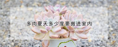多肉夏天几度要移至室内 多肉夏季生长环境