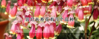 宫灯长寿花有多少个品种 宫灯长寿花生长习性