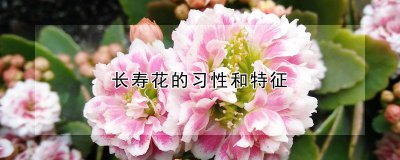 长寿花有哪些习性与特征 长寿花的习性与特点
