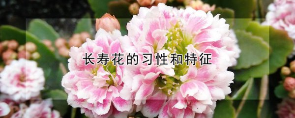 长寿花有哪些习性与特征