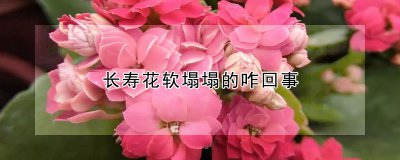 长寿花为什么软塌塌的 为什么长寿花会松软下垂？