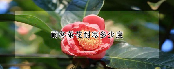 耐冬茶花耐寒几度