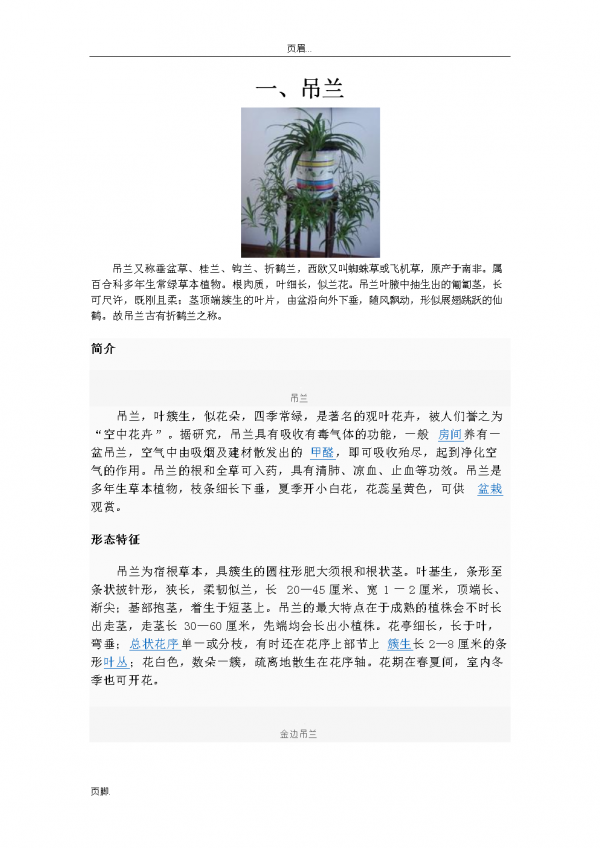 吊兰的花语