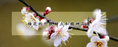 梅花的外形特征和象征意义 梅花的形态及象征含义