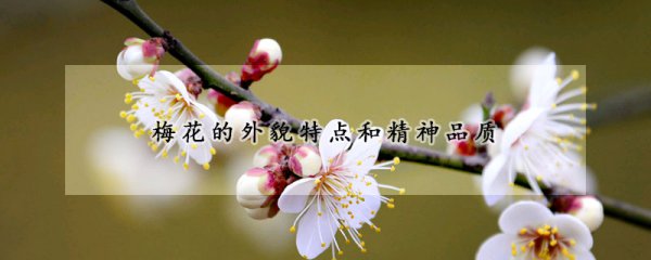 梅花的外形特征和象征意义