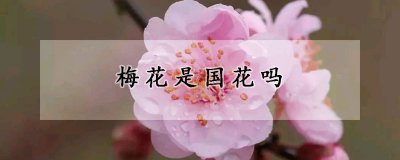 梅花是不是国花 梅花的象征意义