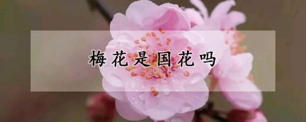 梅花的象征意义