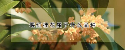 堰红桂花的品种 堰红桂花的外形特征