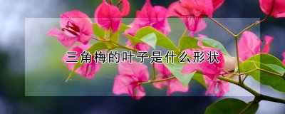 三角梅叶子的形态特征 三角梅的习性