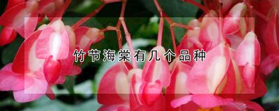 竹节海棠有多少个品种 竹节海棠生长习性