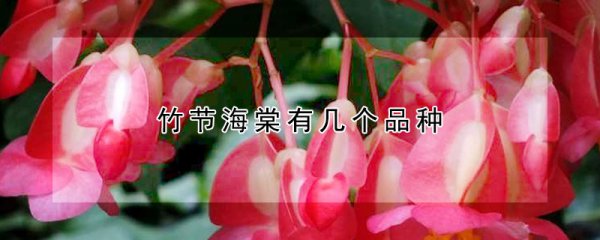 竹节海棠有多少个品种