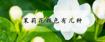 茉莉花的颜色有多少种 茉莉花的主要品种