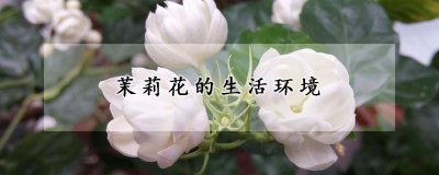 茉莉花的生活习性 茉莉花的形态特征