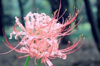 彼岸花的花语介绍 彼岸花的象征意义