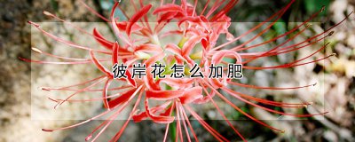 彼岸花怎么加肥 如何给彼岸花施肥？
