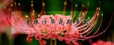 曼珠沙华花期多久 曼珠沙华的花语