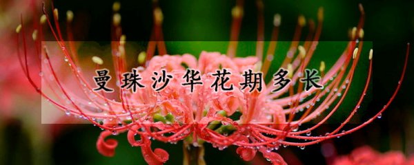 曼珠沙华花期多久