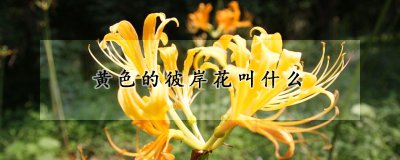 黄色彼岸花叫什么名字 忽地笑的生长习性