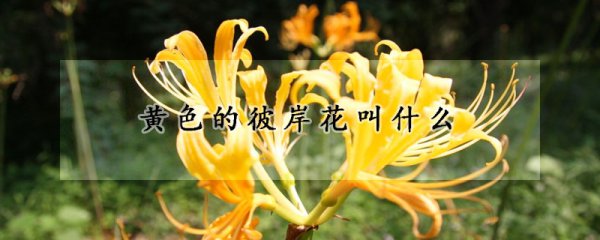 黄色彼岸花叫什么名字