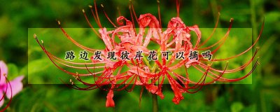 路边发现彼岸花能不能摘 彼岸花的生长环境