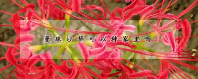 曼珠沙华在家里能种吗 曼珠沙华的生长环境