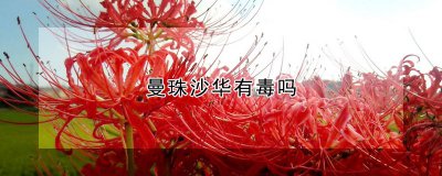 曼珠沙华有没有毒 曼珠沙华是否有毒？
