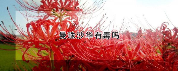 曼珠沙华有没有毒