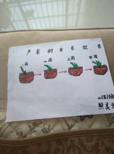 芦荟的繁殖方法 芦荟繁殖方法
芦荟增殖技巧