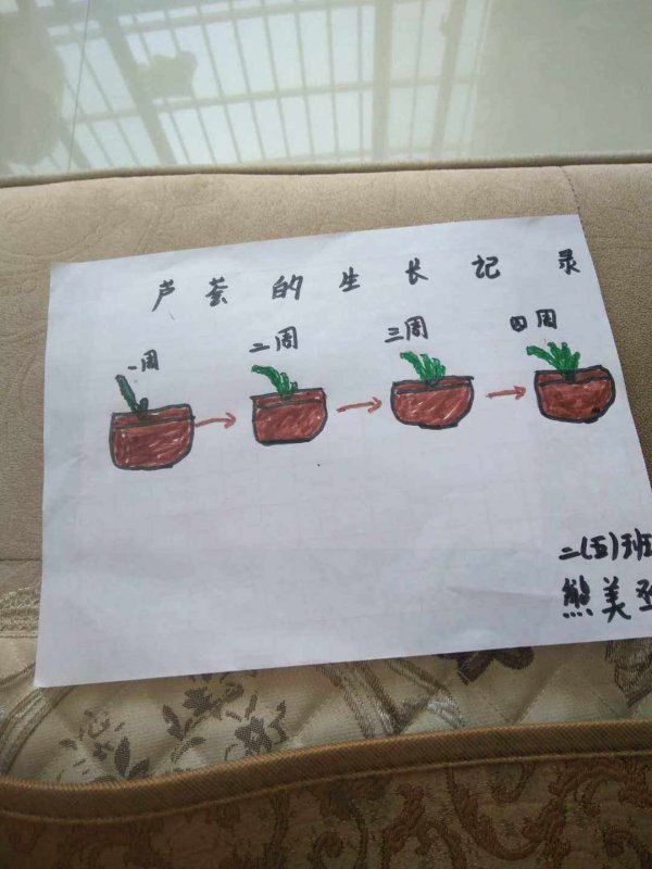 芦荟的繁殖方法