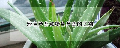 粉色芦荟和绿色芦荟有什么区别 芦荟生长习性