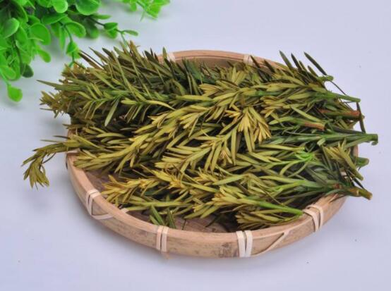 红豆杉泡水喝的功效