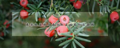 东北红豆杉与南方红豆杉的区别 东北红豆杉与南方红豆杉的异同