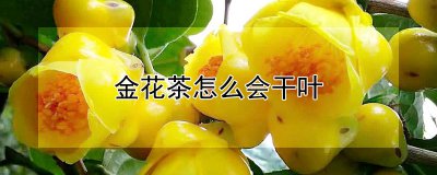 金花茶为什么会干叶 金花茶为何会出现干燥的叶子？