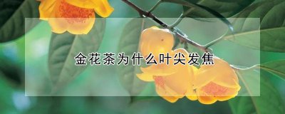 金花茶叶尖发焦的原因 金花茶叶尖为何会发焦？