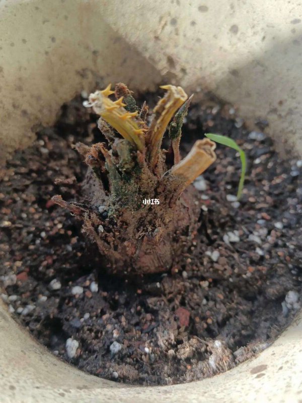 铁树种子为何不发芽