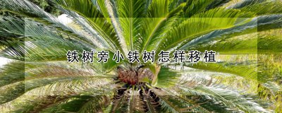 铁树旁小铁树如何移植 如何移植铁树旁的小铁树？