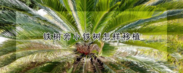 铁树旁小铁树如何移植