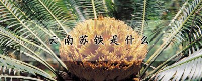 云南苏铁是哪种植物 云南苏铁的花叶形态