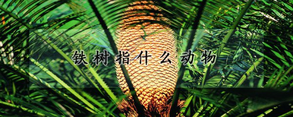 铁树的形态特征