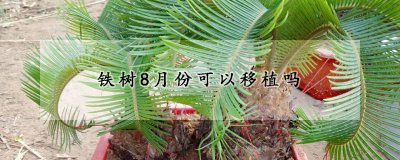 铁树8月份能不能移栽 铁树最佳移栽时间