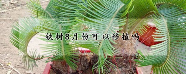 铁树8月份能不能移栽