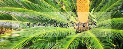 小铁树掰下来没有根如何处理 小铁树催芽注意事项
