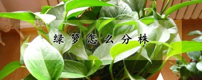绿箩怎么分株 绿箩如何进行繁殖？