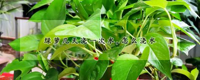 绿萝的浇水频率 绿萝的浇水方法