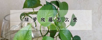 绿萝爬藤如何处理 绿萝如何正确爬藤处理
绿萝藤如何管理