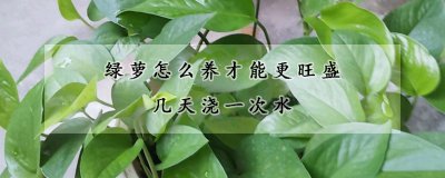 绿萝如何养殖才能更加旺盛 如何让绿萝生长更茂盛？