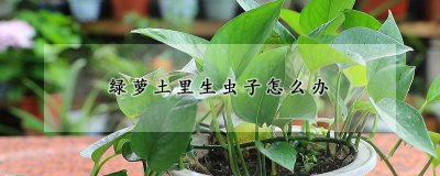 绿萝土里长出虫子怎么办 绿萝泥土里有虫怎么处理？