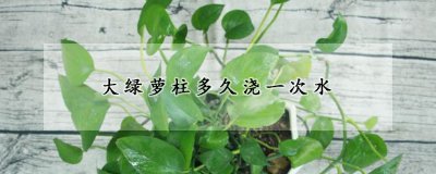 大绿萝柱多长时间浇一次水 大绿萝柱的浇水方法