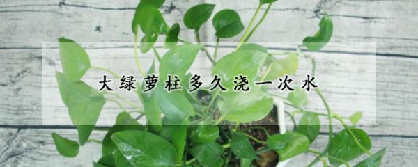 大绿萝柱多长时间浇一次水