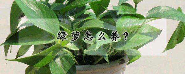 绿萝怎么养？